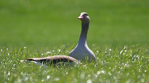 Geese, Birds, Field. Free Stock Video