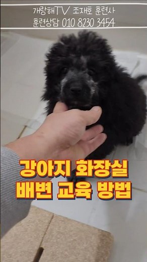 화장실로 대소변 유도하는 강아지 배변훈련 방법
