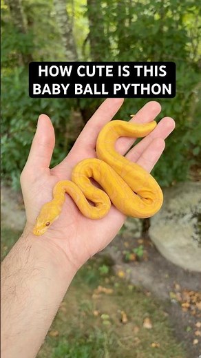 How CUTE is this Baby Ball Python