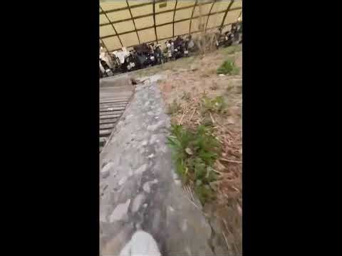 Cat Camera POV Live | Outdoor Cat Walk and Exploration