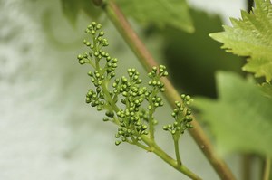 How to Increase the Size and Diameter of Table Grapes