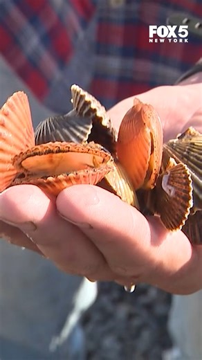 Scallop season is officially underway in Long Island, but a deadly parasite is causing issues. FOX 5 NY's Jodi Goldberg reveals how scallops from other waters are being brought in to help the situation. | FOX 5 NY