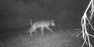 At Last, the Incredibly Rare Wild Wolverine Has Reappeared
