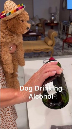 Dog Drinking Alcohol #alcohol #dogshorts