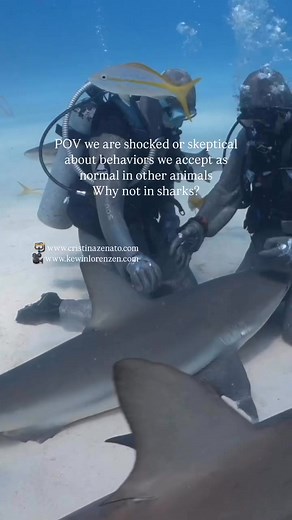 A Caribbean Reef shark lies motionless in our laps, our hands gently stroking her head. She lies there for long minutes, sometimes for half hour, relaxed and trustworthy. A behavior displayed by some of the girls I work with, not all of them, a choice they make each an every time. It is a behavior we accept as normal in other animals but that that amazes most when it comes to sharks. We have been filled with incorrect information, hyped up news and these messages have warped the way we perceive 