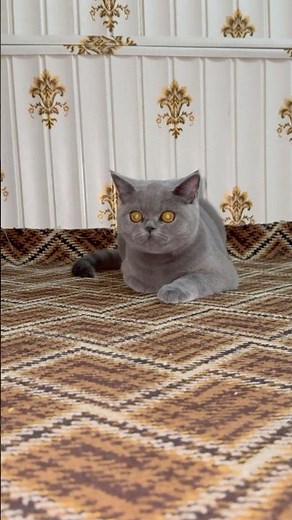 Cat First Reaction to a Mouse 🐭😂