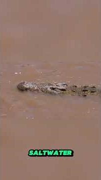 Biggest Predators That Rule the Wild