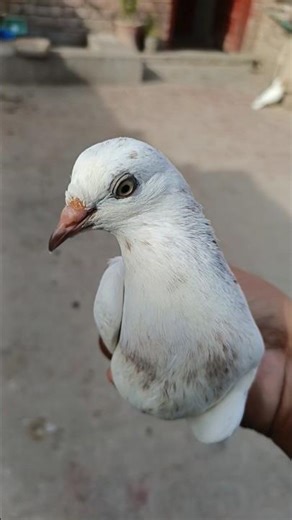 Rocket breed kabuter #pigeon