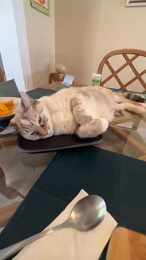 This #naughtykitty - aka Princess Nola - loves to lay on the table as I eat. Now she took over my tablet! She runs the house. #catchronicles #catlife #siamesemixcat #cat | Ellen Contreras