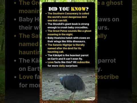 The Creepiest and Weirdest Birds on Earth