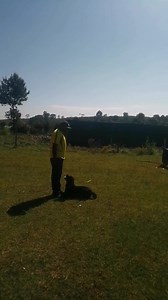 71 reactions · 10 comments | Rottweiler in IGP dog sport. | Baxton DOG Training Academy | Facebook