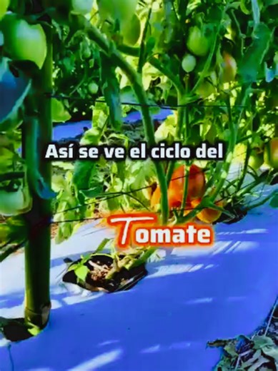 Plantación de Tomates #cultivoencasa #cultivodetomate🍅🍅🌱🌱 #cultivoorganico #cultivatomates #tomates🍅