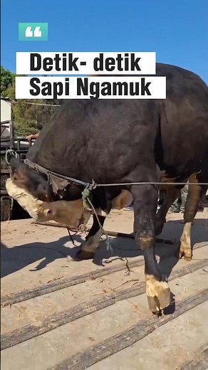 Sapi Ngamuk