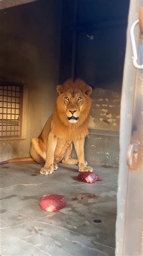The Lion's Lunchtime! 🥩 Up Close Feeding Moment | Wild Animal Shorts #lion