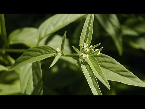 Ginseng brasileiro/Pfaffia glomerata: para que serve, como usar o ginseng (a planta boa para tudo)