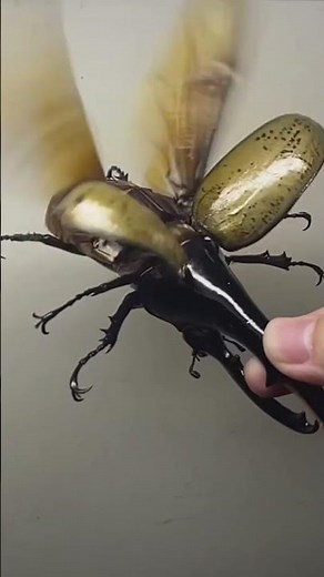 This is a Hercules Beetle!