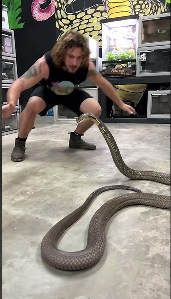 World’s biggest venomous snake!