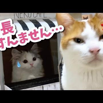 When a cat plays shopkeeper, it looks like this. [Talking cat] [Cat dubbing]