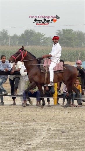 Pure rewal🚩by Prince or Khagadiya breed👑#race #horse #horsetrack #horserace