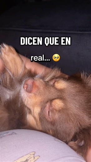 Esto es amor real… 🥺🐶 #shorts