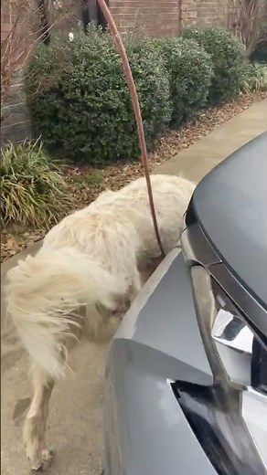 Mork walks well on leash!