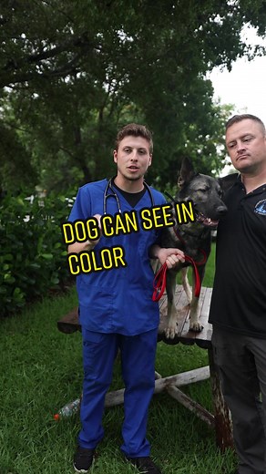 Understanding Dog Color Vision: Debunking Myths