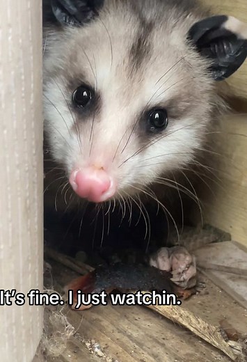 Understanding Opossum Behavior: Am I a Stalker?