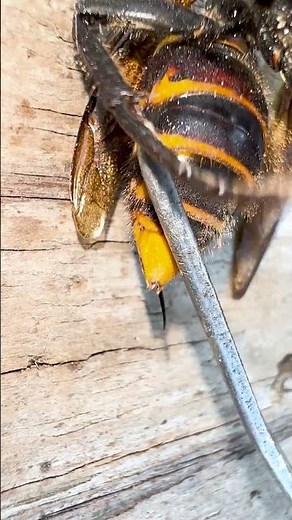 Stinger of the Giant Hornet #gianthornet