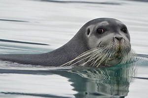 Bearded Seal - NAMMCO