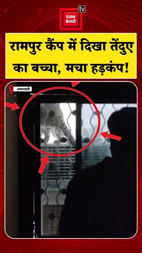 Rampur Camp में दिखा तेंदुए का बच्चा, तनावपूर्ण ऑपरेशन के बाद बचाया गया | Leopard Cub | Viral Video