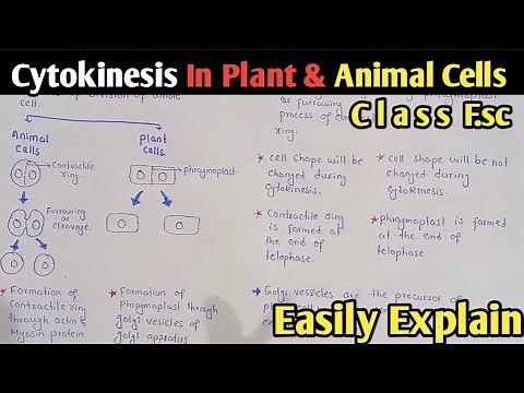 Cytokinesis In Plant And Animal Cells | Phragmoplast | Class 12 Biology