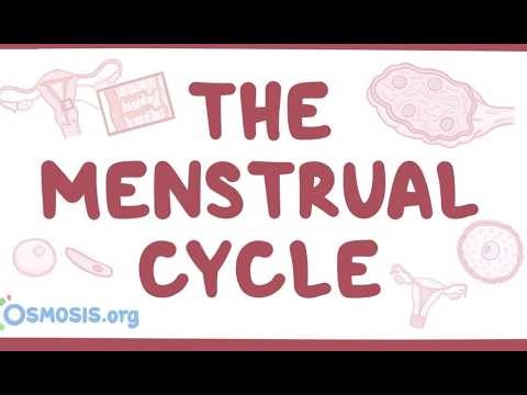 menstrual cycle in urdu |female reproductive cycle