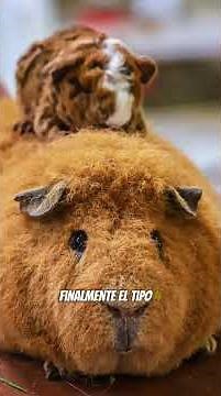 📢 4 types of guinea pigs according to their coat! 🐹✨