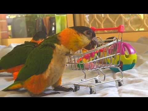 Black headed caiques playing