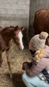 Il Quarab nasce dall’incrocio tra Cavallo Arabo e Quarter Horse. L’idea è prendere il meglio di entrambi: l’eleganza e la resistenza dell’Arabo la potenza e la praticità del Quarter. Un mix davvero riuscito 🐎✨ Origine • Nasce negli Stati Uniti • È riconosciuto da registri specifici (come l’International Quarab Horse Association) • Le percentuali di sangue possono variare (50/50, 75/25 ecc.) Caratteristiche fisiche Dipendono molto dalla percentuale di sangue, ma in genere: • Altezza: 145–160 cm 