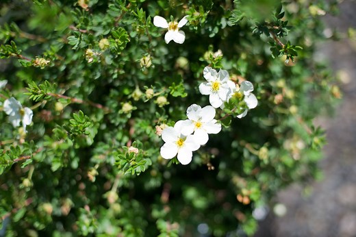 McKay’s White Potentilla - Plant Guide