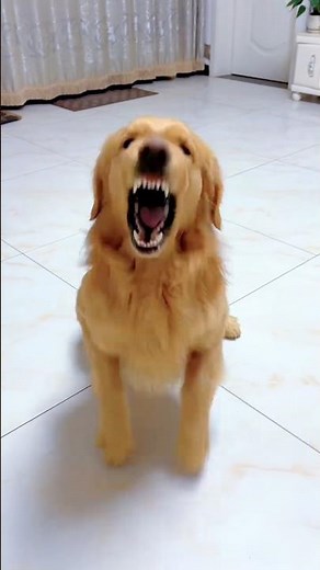 angry Golden Retriever barking sound #barking #cutepet #pets #petsempire #cuteanimal #cat #petsrule