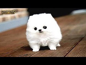 TOP 10 PERROS MÁS PEQUEÑOS DEL MUNDO