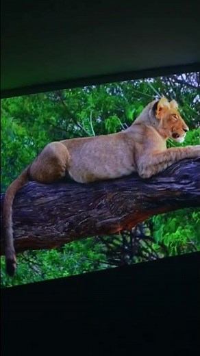 Nebula Cosmos Laser 4K Projector!