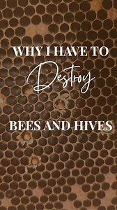 American Foulbrood is no joke If it spreads, it will destroy all our bees I implore all beekeepers to follow the law as it is designed to stop the spread of AFB and save all the honeybees in New Zealand Please do not listen to the people not following the law and endangering all the other bees in our beautiful country Don't let one idiot ruin it for everyone else Speak up if you see anything illegal in the beekeeping industry. These laws are here to help us, the bees, and the food they help to p