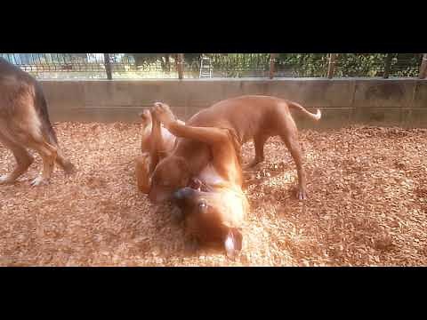 ピットブル vs 土佐犬