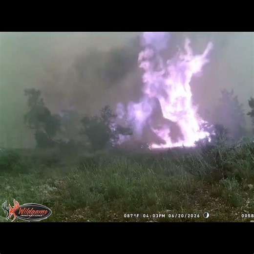 Trail cameras capture wildlife fleeing as fire burns thousands of acres of land near Eureka