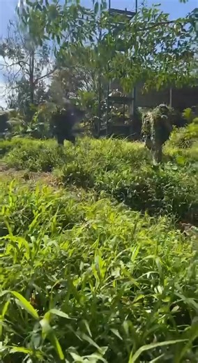 250K views · 10K reactions | Train hard, fight easy!  Jungle Fighters are honing their skills and sharpening instincts through rigorous battle drills! #BattleDrills #JungleFighters #KapayapaanKatahimikanKaunlaran | 2nd Infantry "Jungle Fighter" Division, Philippine Army | Facebook