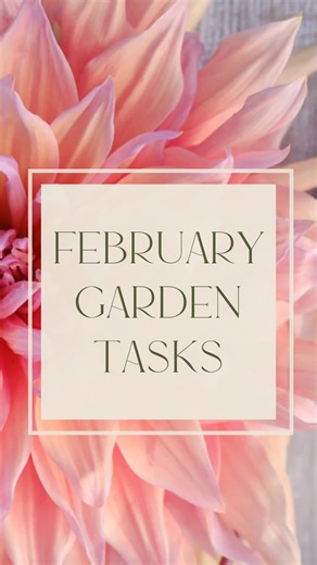 Your garden tasks for February! Clematis can be tricky, so here's a quick guide: Group 1 clematis flower in winter or early spring on old wood, so do not prune them now or you will cut off the flowers. Tidy only after flowering if they need it. Examples include Clematis armandii, montana, alpina and macropetala. Group 2 clematis flower in late spring to early summer, often with a smaller second flush. They bloom mostly on last year’s stems, so give them a light prune now. Classic examples includ