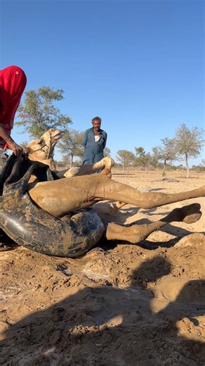 معاناة الجمل في حرارة الصحراء الشديدة | حاول صاحبه تهدئته بالماء البارد