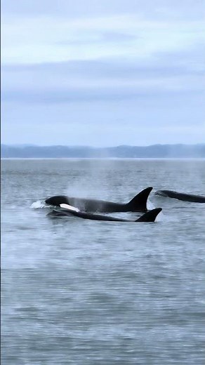 Amazing to encounter the apex predator of the ocean: Orca! #whale #montereybay #wildlife #finwhale