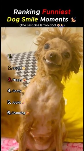 From Derpy to Adorable: Ranking the Funniest Dog Smile Moments #shorts #funny #viralvideo #dog