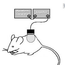 Video: Contrast Ultrasound Targeted Treatment of Gliomas in Mice via Drug-Bearing Nanoparticle Delivery and Microvascular Ablation