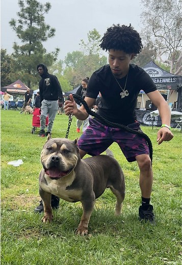 New Litter of American Bully Puppies Announcement