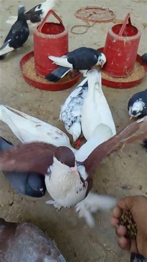 Racing Pigeon USA, USA Racing Pigeon champion, Racing Pigeon training, #USA_Pigeon, #Pigeon, #Shorts